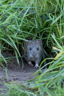 Brown rat (Rattus norvegicus) adult rodent animal emerging from a burrow hole in grassland,