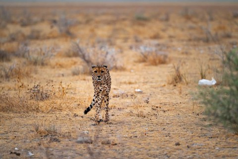 Cheetah (Acinonyx jubatus) runs in dry savanna, Etosha National Park, Namibia