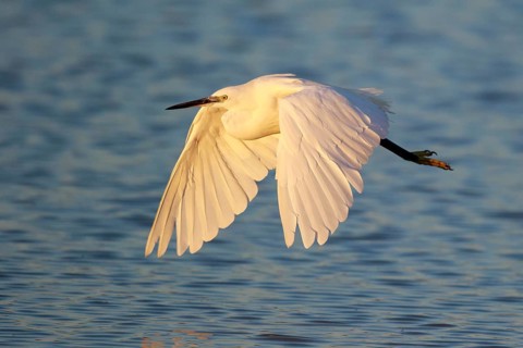 Little Egret (Egretta garzetta) flying, Lesvos, Greece