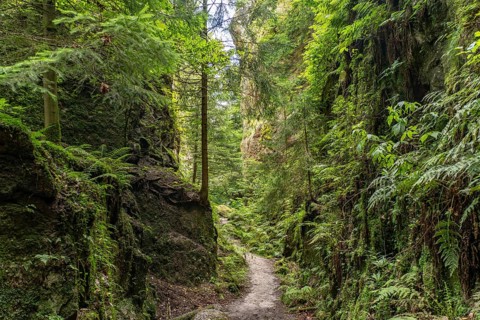 Mühlsteinbrüche hiking area near Jonsdorf in the Zittau Mountains, Upper Lusatia, Saxony, Germany