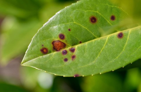 Close-up, close-up, macro shot, disease, infested, shot blight on cherry laurel (Stigmina