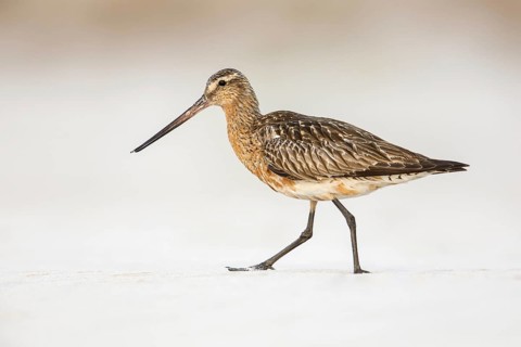 Bar-tailed Godwit (Limosa lapponica) foraging, Poland