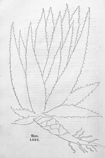 True aloe (Aloe vera), first printed illustration of an aloe, woodcut by Leonhart Fuchs, from New
