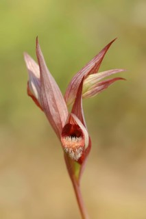 Long lipped serapias (Serapias vomeracea), Provence, South of France, France