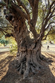 Ancient 1000-year-old olive tree, Santa Maria Navarrese, Gulf of Orosei National Park, Baunei,