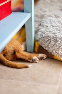 A puppy paws and tail peek out from under a blue table. The cozy scene captures the pup resting on
