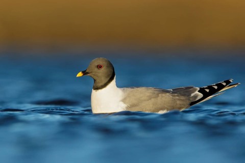 Sabine's Gull (Xema sabini) feeding along a river in Nome, Alaska