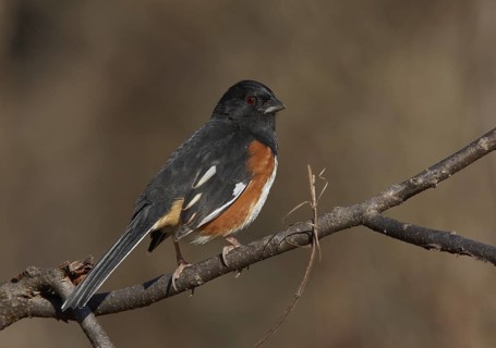 Eastern Towhee (Pipilo erythrophthalmus), Ohio, USA