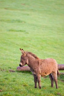 A domestic donkey, Equus (africanus) asinus stands on a green paddock