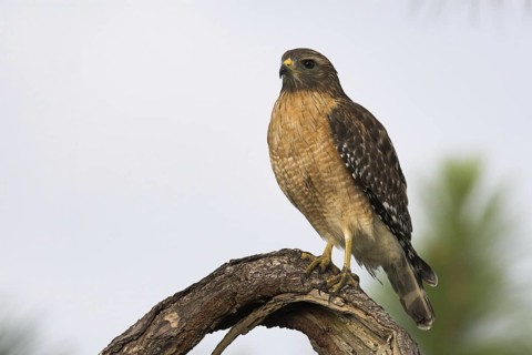 Red-shouldered Hawk (Buteo lineatus), Florida, USA