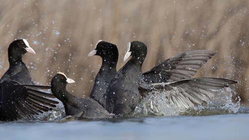 An intense scene of common coots engaging in a dramatic territorial battle at the picturesque