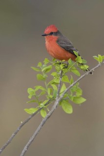Vermilion Flycatcher (Pyrocephalus rubinus), Texas, USA