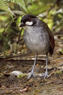 Jocotoco Antpitta (Grallaria ridgelyi), Ecuador