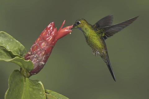Green-crowned Brilliant (Heliodoxa jacula), Ecuador