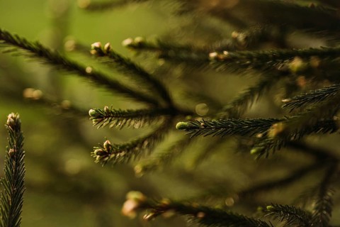 Close up of young spruce needles bathed in soft sunlight, highlighting their vibrant green color