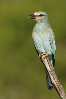 European Roller (Coracias garrulus), Northern Cape, South Africa