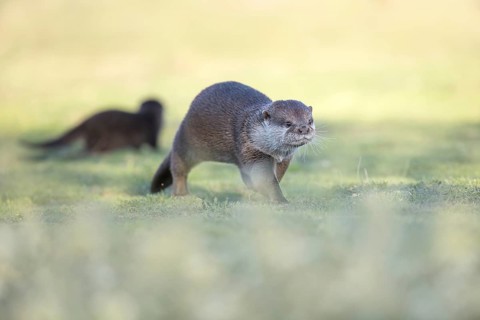Eurasian Otter (Lutra lutra) walking on meadow, Castile-La Mancha, Spain