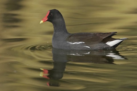 Common Moorhen (Gallinula chloropus), Arizona, USA