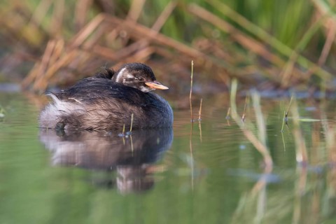 Little Grebe (Tachybaptus ruficollis) juvenile, Saxony, Germany