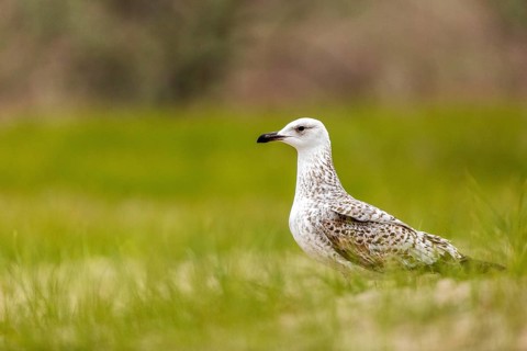 Caspian Gull (Larus cachinnans), Romania