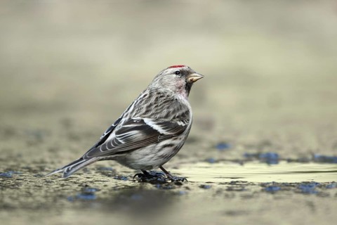 Grote barmsijs zittend op het ijs; Mealy Redpoll sitting on the ice