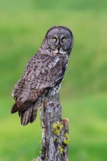 Great Grey Owl (Strix nebulosa)