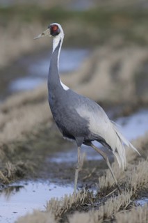 White-naped Crane (Antigone vipio), Arasaki, Japan