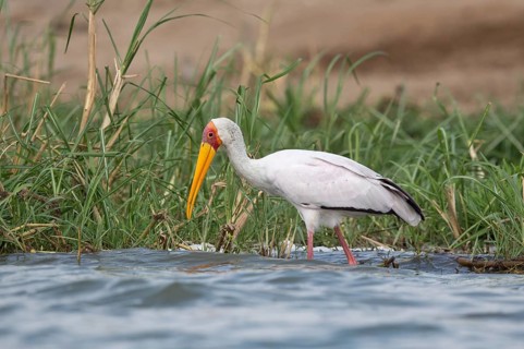 Yellow-billed Stork (Mycteria ibis), Queen-Elizabeth-Nationalpark, Uganda