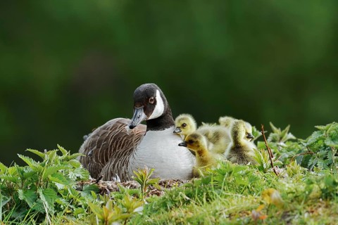 Canada goose (Branta canadensis) breeding with chicks on the nest, North Rhine-Westphalia, Germany