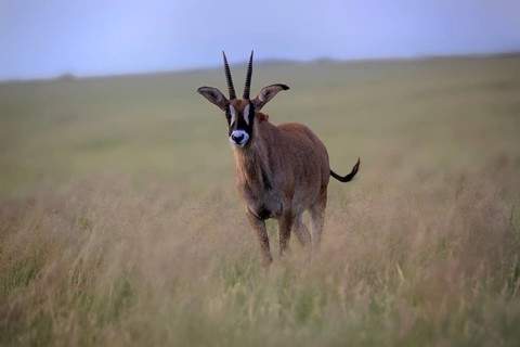 Roan antelope (Hippotragus equinus), adult, alert, Mokala National Park, Northern Cape, South
