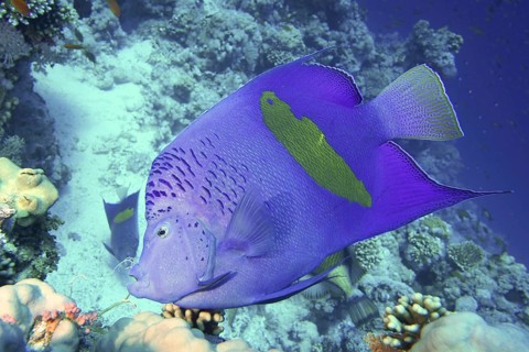 Arabian angelfish (Pomacanthus maculosus)