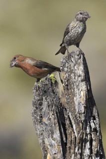 Red Crossbill (Loxia curvirostra), Oregon, USA