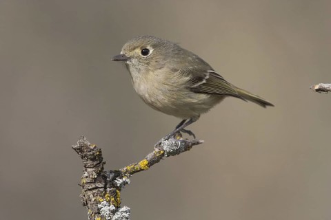 Hutton's Vireo (Vireo huttoni) male, California, USA