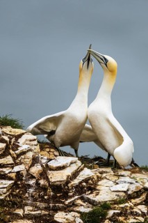 Northern Gannet, Morus bassanus, birds on cliff, Bempton Cliffs, North Yorkshire, England, United