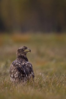 White-tailed Eagle (Haliaeetus albicilla) juvenile, Poland