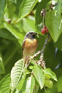 Common Redstart (Phoenicurus phoenicurus) male, Rhineland-Palatinate, Germany