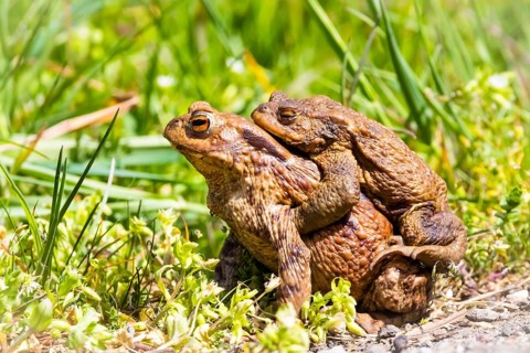 Animals, amphibians, toad, toads, common toad, common toads, (Bufi bufo), two, mating, copula,