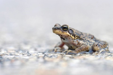 Dhofar Toad, (Duttaphrynus dhufarensis), Toad, Ayn Razat, Salalah, Dhofar Governorate, Oman