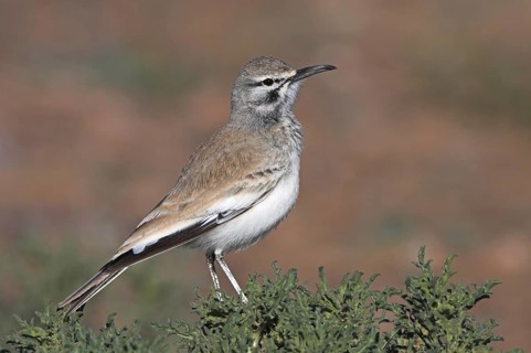 Greater Hoopoe-Lark (Alaemon alaudipes), Morocco