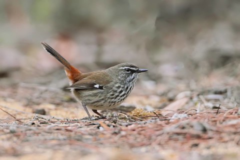 Shy Heathwren (Calamanthus cautus) male perched on a branch, Victoria, Australia