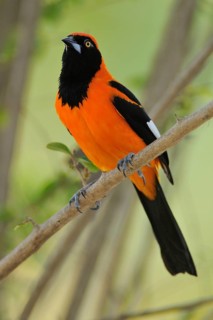 Venezuelan Troupial (Icterus icterus), Pantanal, Brazil