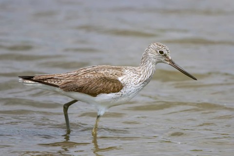 Common Greenshank (Tringa nebularia) foraging, Lesvos, Greece