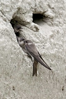 Sand martin (Riparia riparia), feeding its chicks, Reussegg nature reserve, Canton Aargau,