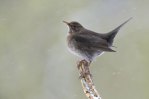Common Blackbird (Turdus merula) female, North Rhine-Westphalia, Germany