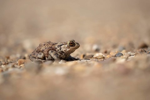 Common toad (Bufo bufo) adult amphibian on a shingle path, England, United Kingdom