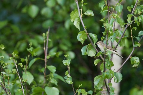 Siberian Chiffchaff - Taigazilpzalp - Phylloscopus tristis, Russia (Ural)
