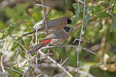 Black-cheeked Waxbill (Estrilda charmosyna), Samburu, Kenya