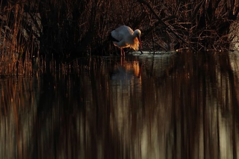A stork stands gracefully in shallow water at sunset, creating a stunning silhouette against the