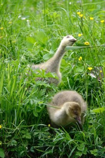 Greylag goose, chick, May, Germany