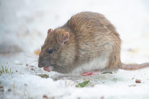 Brown rat (Rattus norvegicus) adult mammal eating seed on frozen ground in winter, England, United